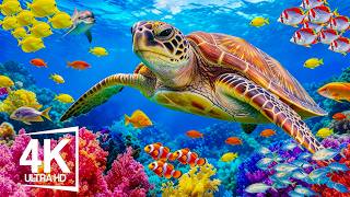 Underwater World 4K – Peaceful Sea Creatures, Tropical Fish and Relaxing Ocean Ambience