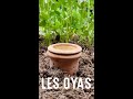 Les oyas une solution pour les canicules au potager