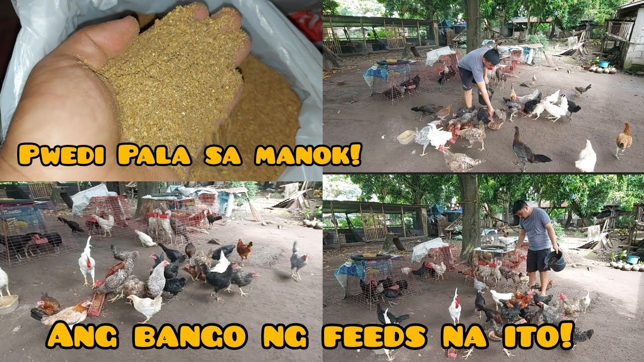 Ang bango ng feeds at siguradong masasarapan ang mga manok nito! - YouTube