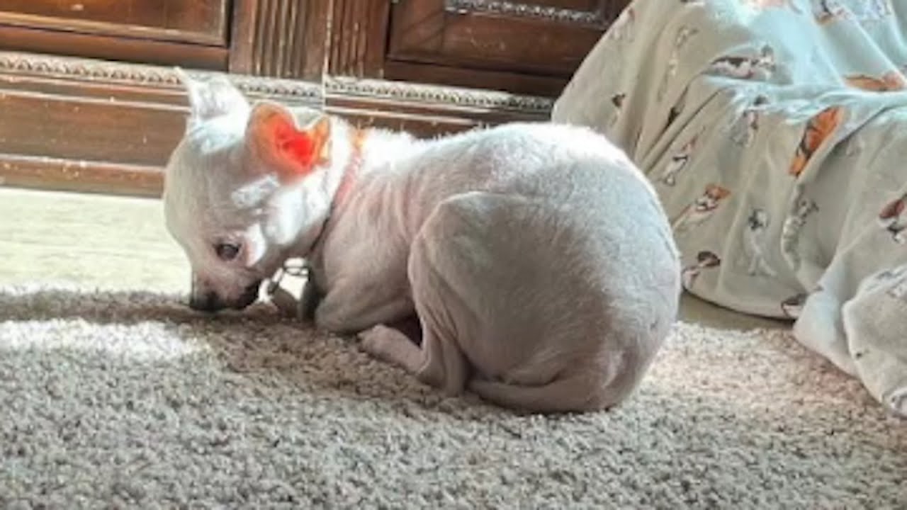 I took home a scared shelter chihuahua. Here's what happened.