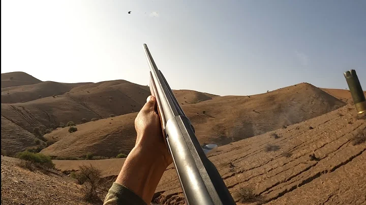 صيد الحجل والارنب02-11-2025 chasse perdix et lievre