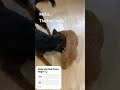 The tiny bully