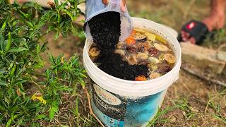 Don’t Throw Away Spoiled Fruits—Make This Powerful Liquid Fertilizer Instead
