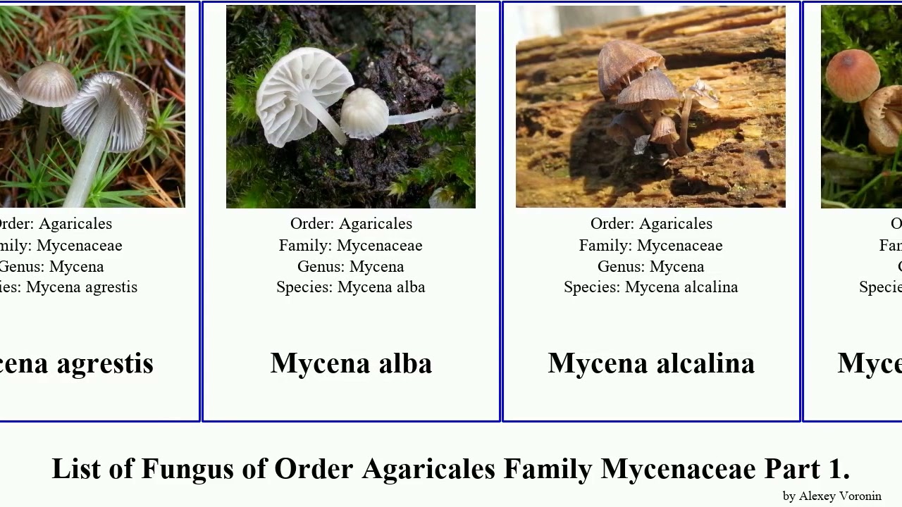 List of Fungus of Order Agaricales Family Mycenaceae Part 1. hemimycena heimiomyces velutipes alba