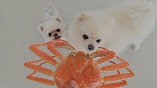What happens when puppies see snow crabs for the first time?