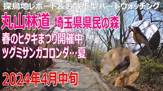 丸山林道・埼玉県県民の森(埼玉県)の探鳥地レポートです　春のヒタキまつり開催中＆ツグミサンガコロンダ…夏　2024年4月中旬