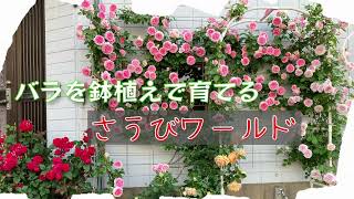 狭い庭だからこそバラを鉢で育てる？玄関コーナーとアーチを彩る！花のおもてなし