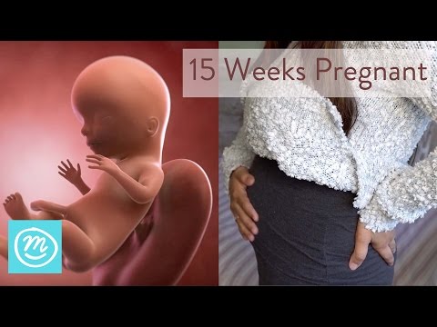 15 Weeks Pregnant: