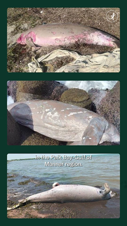 India’s sea cows are swallowing poison | Dugong