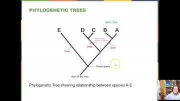 BIOL-1407 Chapter 20 Phylogenetics and the History of Life o