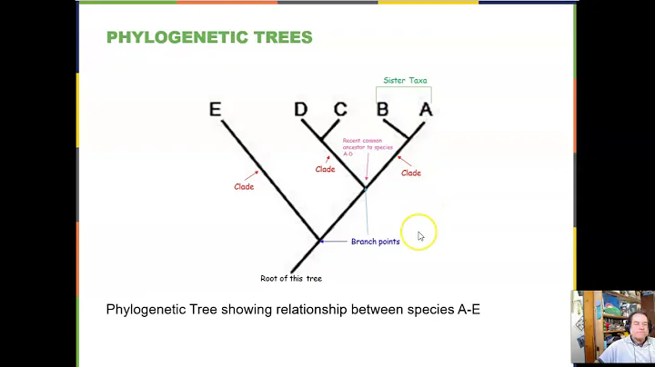 BIOL-1407 Chapter 20 Phylogenetics and the History of Life o