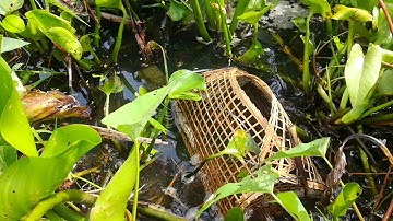 Đặt lờ cá sặc và cái kết không tưởng | Đặt cá sặc mà toàn gặp cá lóc