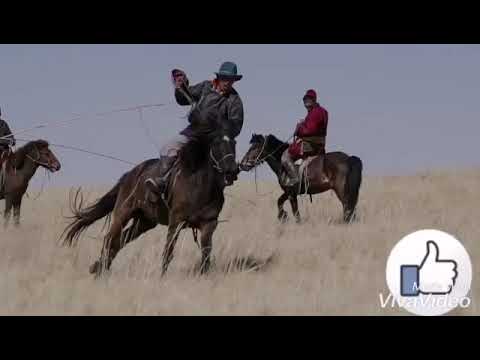 Видео: Китайско-монгольская порода лошадей гипоаллергенна, здорова и продолжительна