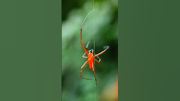 Macro Photography 🕷️🕸️ With Apexel 100mm 4k macro lens 😍🌿❤️ #nature #wildlife #macrophotography
