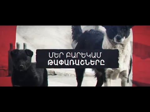 Video: Ստերոիդներ շների համար - Շների ստերոիդներ