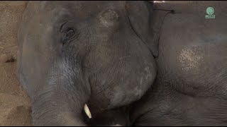 NamThip’s Rescue to Elephant Nature Park!  ElephantNews