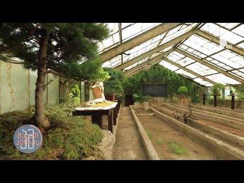 რუბრიკა O2 - ბონსაის ხელოვნება, მასპინძელი ალექსანდრე მესხი