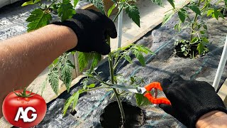 Don't remove suckers from tomatoes until you watch this video!