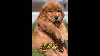 จำหน่ายลูกสุนัขโกลเด้นรีทรีฟเวอร์ พร้อมส่งถึงหน้าบ้านทั่วประเทศ โดย จันทร์เพ็ญฟาร์ม 091-0616225