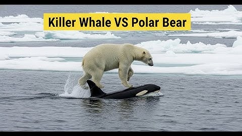 Killer Whale VS Polar Bear | Orca Shows Why It’s Called a Killer Whale | Clash on the Melting Ice 🐋🐻