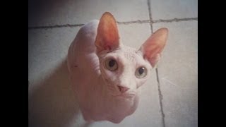 marilyn the white sphynx -part jungle monkey , part awesome cat by Katia Shifrin 1,309 views 12 years ago 22 seconds