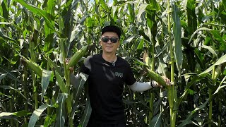 видео: Обзор гибридов Journey, LG31479 и LG30500. КХ Азизова, Саймасай, Алматинская область.👏👏👏 картинка: Обзор гибридов Journey, LG31479 и LG30500. КХ Азизова, Саймасай, Алматинская область.👏👏👏