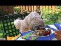 Fun in the backyard with DogSense Online Fun in the backyard with DogSense Online