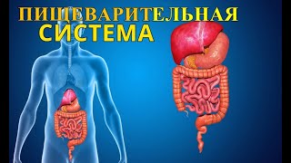 ⁣ПИЩЕВАРИТЕЛЬНАЯ СИСТЕМА ЧЕЛОВЕКА / ВСЁ ПРО ЖКТ / БИОЛОГИЯ АНАТОМИЯ ЕГЭ 2019