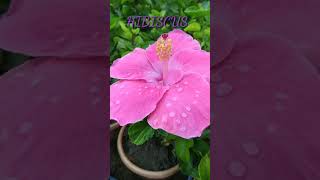 #Beautiful #Hibiscus #Pink #Flower #गुड़हल #Gudhal #Shorts