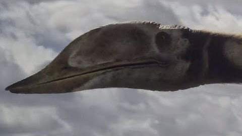 Amazing Dinoworld [2019] - Azhdarcho Screen Time