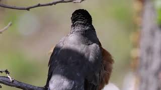 Robin in a tree