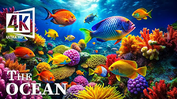 Underwater Wonders 4K VIDEO ULTRA HD - Beautiful Coral Reef Fish With Relaxing Piano Music