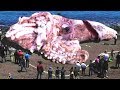 LARGEST Animals Ever Discovered!