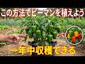 この方法でピーマンを植えれば、一年中実がなる。彼らはあなたに知られたくないのです！