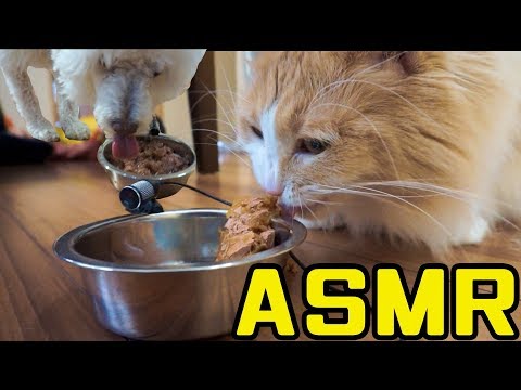 【ASMR】猫と犬ご飯に夢中!!（音フェチ）ASMR with Dante and him dog and cat! PDS