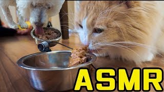 【ASMR】猫と犬ご飯に夢中!!（音フェチ）ASMR with Dante and him dog and cat! PDS