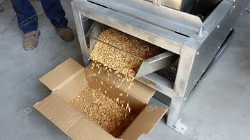 Peanut /Cocoa Bean Processing Machine Working from Vivian whatsapp /wechat :0086 18595717637