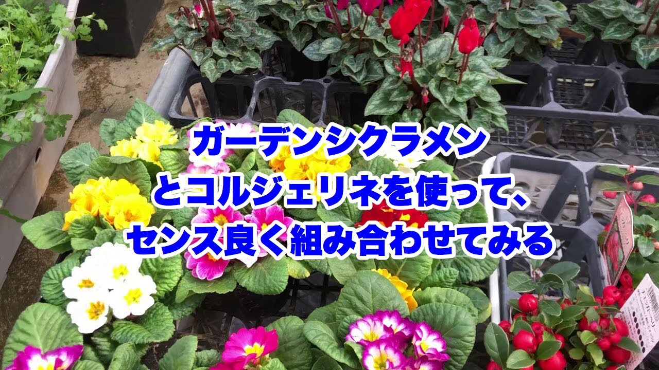 ガーデンシクラメンとコルジェリネを使って センス良く寄せ植えを作ってみましょう Uda Garden事業部 株式会社アトレス ガーデンシクラメンとコルジェリネを使って センス良く寄せ植えを作ってみましょう Uda Garden事業部 株式会社アトレス