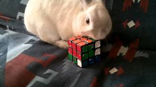 Bunny Solves Rubik's Cube