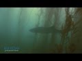 Sevengill shark filmed off carp reef