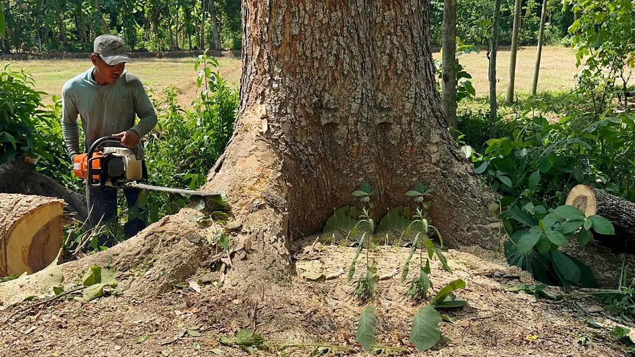 Tall & dangerous‼️ Stihl ms 881, cut down the tallest trembesi tree in ...