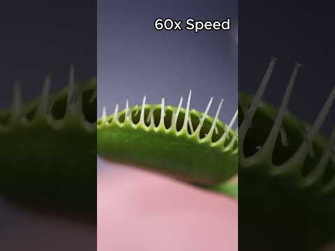 Vídeo: Onde vive uma venus flytrap?