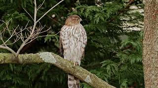 Sharp Shinned Hawk Enjoying my Backyard Sony A1