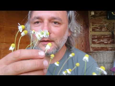 Wideo: Polne Kwiaty - Rumianek