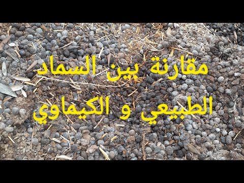 فيديو: ما الذي يمكن أن يستخدم السماد؟