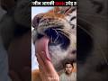 tiger ki Jeebh itni Khatarnak hai aapko pata nahin tha #tiger #animal #fact #reaction #shortsvideo