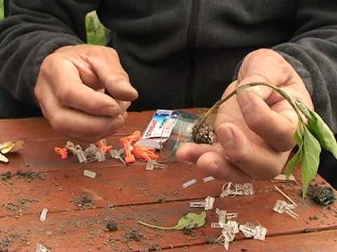 ბოსტნეულის მყნობა - აგრარიკოსთა მოძრაობა