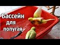 Бассейн для попугая. Как правильно купать попугая. Советы