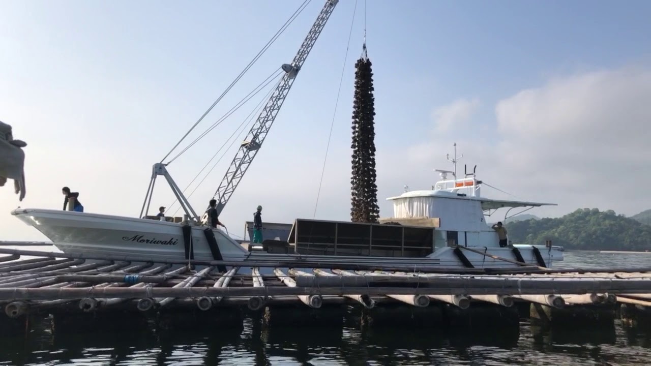 Miyajima Island Oyster Farmers Japan YouTube