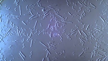 Bacteria - Spirillum, Bacillus   1250x  - 1